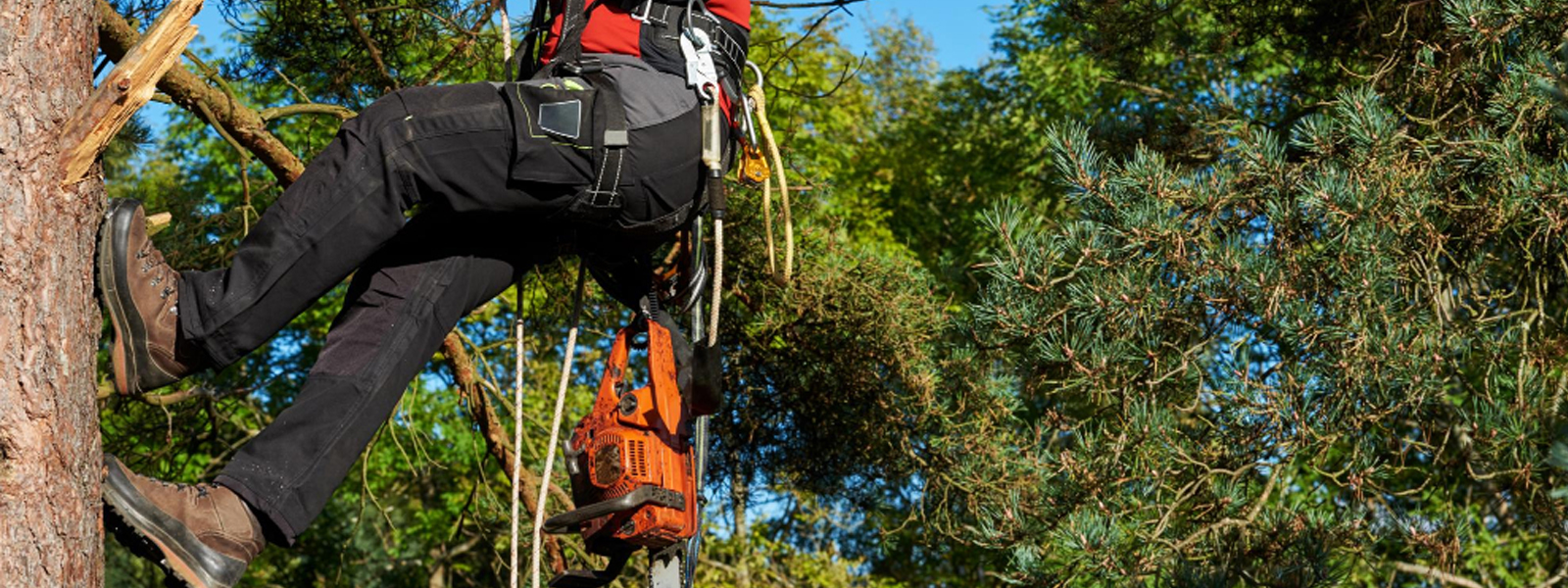 Élagage à Saint-Lys